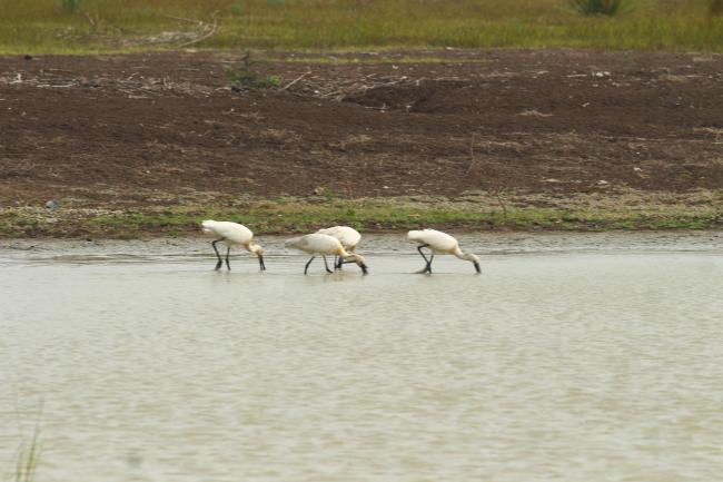 Sakkarakottai Bird Sanctuary