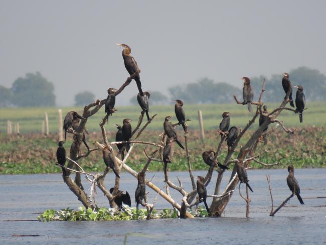 Udhwa Lake Bird Sanctuary