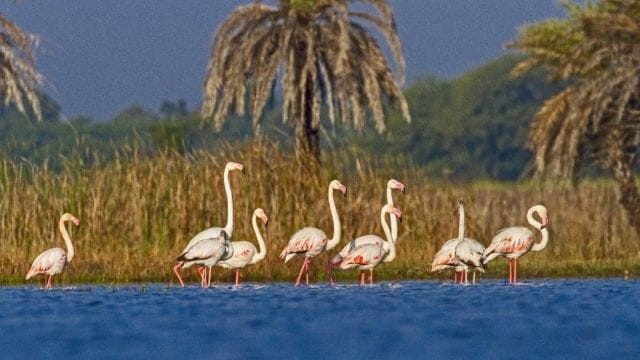 Menar Wetland