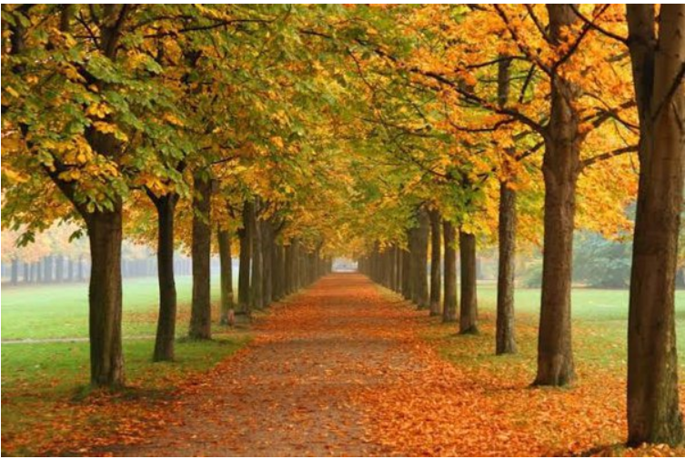 Autumn Season in India 