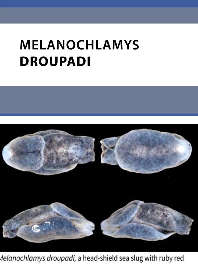 poster of web Melanochlamys droupadijpg