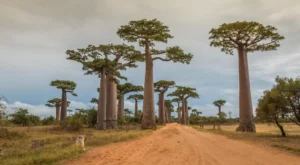 Baobab Tree