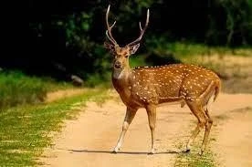 Chital (Spotted Deer)