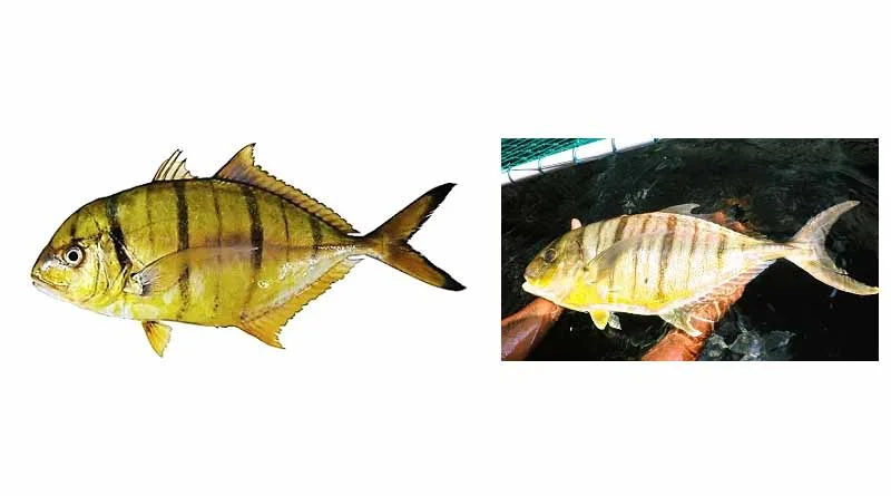 Golden Trevally Fish