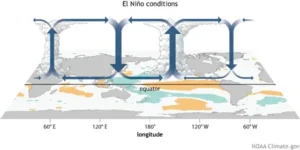 Walker Circulation and Indian Monsoon