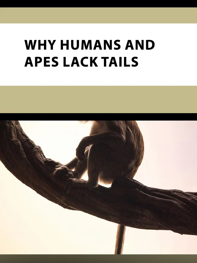 Why humans and apes lack tails poster