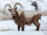 Siberian-ibex