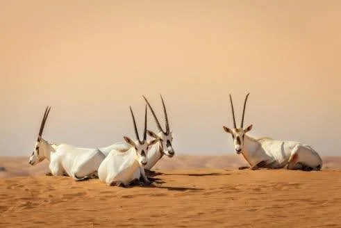 Arabian Oryx