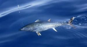 Atlantic Bluefin Tuna (Thunnus Thynnus)