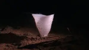 Cup-Shaped Glass Sponge
