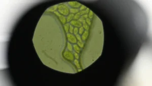 Microalgae