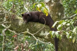 Brown Palm Civet (Paradoxurus Jerdoni)