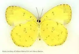 Common Grass Yellow (Eurema Hecabe)