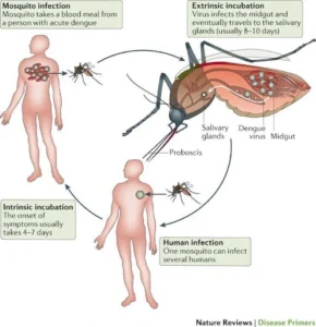 Dengue