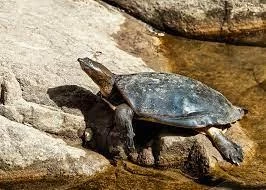 Indian Flapshell Turtle (Lissemys Punctate)