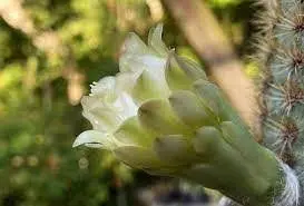 Key Largo Tree Cactus