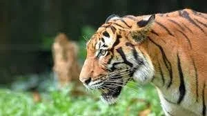 Malayan Tigers