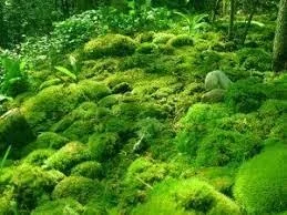 Moss