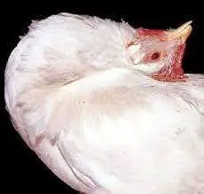 Newcastle Disease (ND)