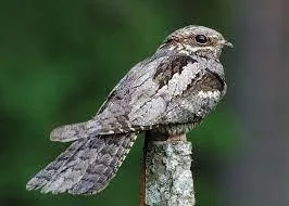 Nightjar