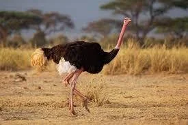 Ostriches