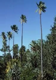 Palm Trees