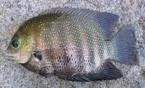 Pearl Spot Fish (Etroplus suratensis)