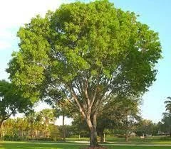 Rosewood Tree (Dalbergia Latifolia)