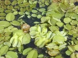 Salvinia Molesta