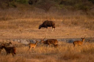 Sambhar Deer (Rusa Unicolor)