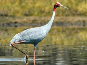 Sarus Crane (Antigone Antigone)