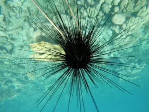 Sea Urchins