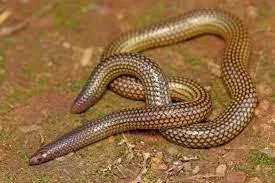 Shield-Tail Snake