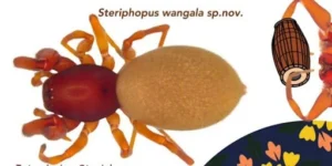 Steriphopus Wangala