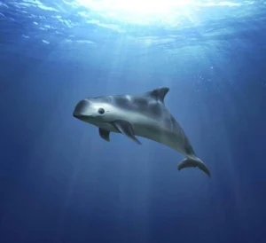 Vaquita