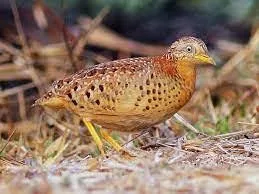 Yellow-Legged Buttonquail