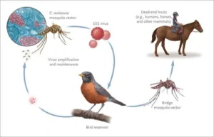 Eastern Equine Encephalitis (EEE) Virus