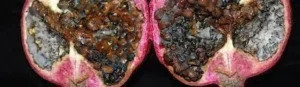 Fruit Rot Disease