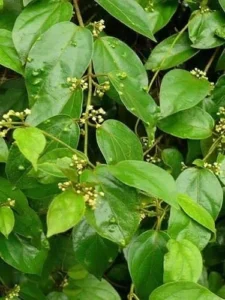 Gurmar Plant (Gymnema Sylvestre)