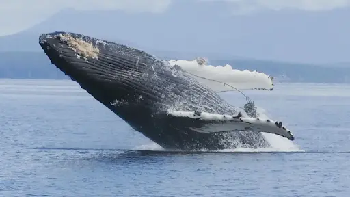 Humpback Whales