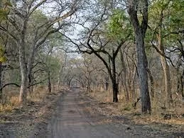 Miombo Forest