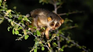 Slow Loris