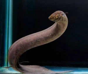 South American Lungfish