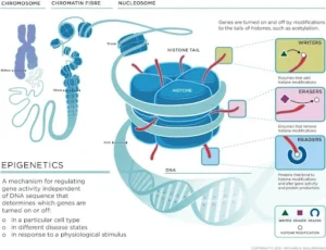 Epigenetics