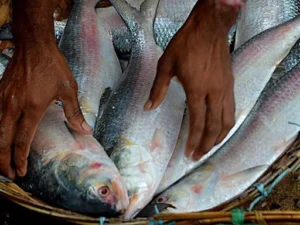 Hilsa Fish