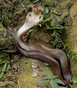 Monocled Cobra