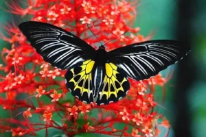 Southern Birdwing butterfly