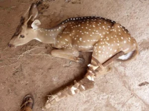 Spotted Deer (Axis Axis)