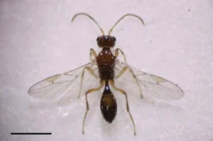 Syntretus Perlmani