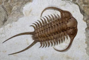 Trilobites 